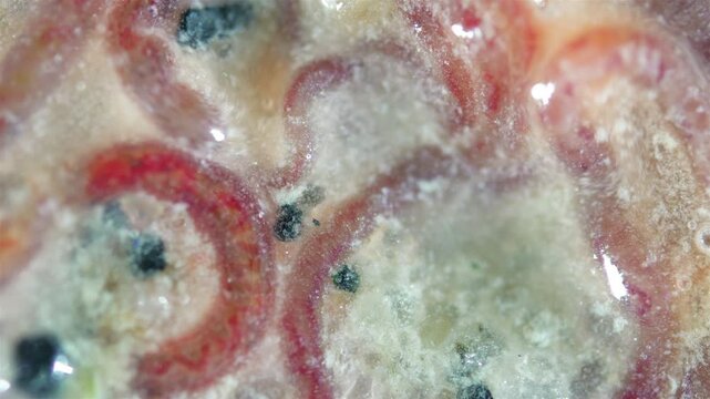 Worms of family Naididae under a microscope, previously called Tubificidae. They scurry about in the mud. White Sea