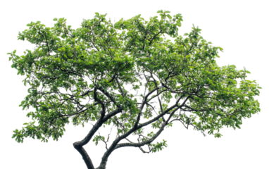 Green tree clipping path on transparent or white background,png