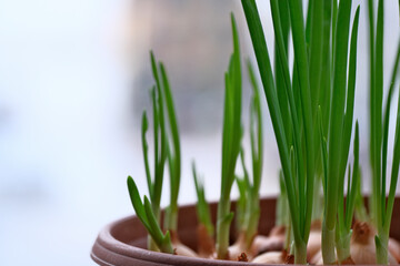 Green young onion at home growing on windowsill.