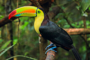 Colorful toucan perched in Belize Zoo surrounded by lush greenery and natural habitat