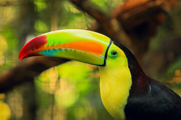 Colorful toucan perched in tropical habitat at a Belize zoo during sunny day