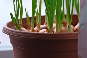 Green young onion at home growing on windowsill.