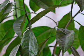 Citrus green leaves background on a sunny day