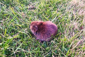 little hadghock in the grass