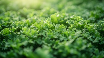 Fresh Green Leaves and Vegetation with Symmetrical Composition for Healthy and Eco-Friendly Concepts