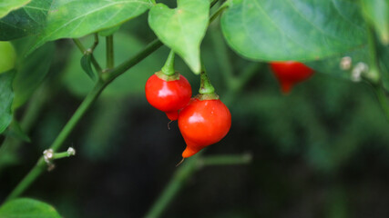 Organic Red and Yellow Biquinho chili Peppers on the Tree, Sweet pepper drops grow in a organic vegetable garden in summer. 