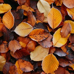 Autumn leaves carpet ground (1)