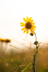 Arnica flower in a field during sunset
