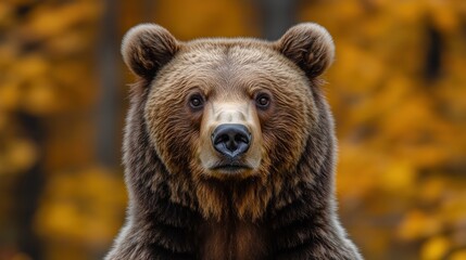 Fototapeta premium Autumnal Brown Bear Portrait in Forest