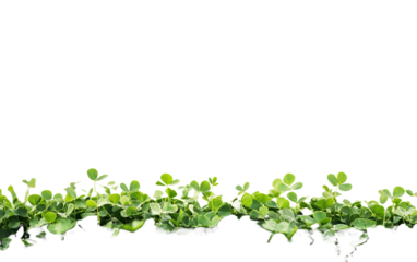 Green clover field on transparent or white background,png