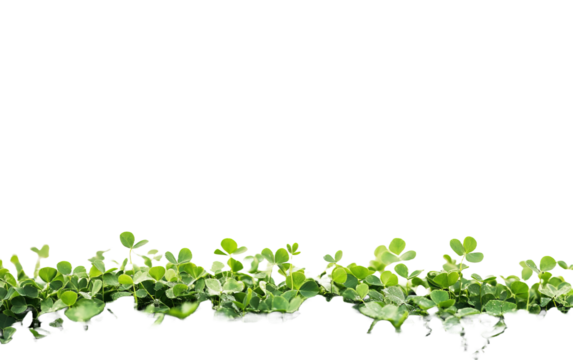 Green clover field on transparent or white background,png - Powered by Adobe