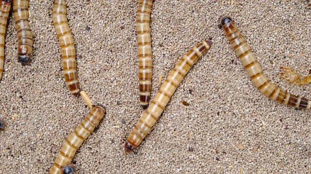 King mealworm (zophobas morio) is a popular feed ingredient that is widely used to give to reptiles, songbirds and other poultry.