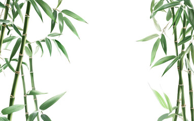 Green bamboo stalks and leaves on transparent or white background,png