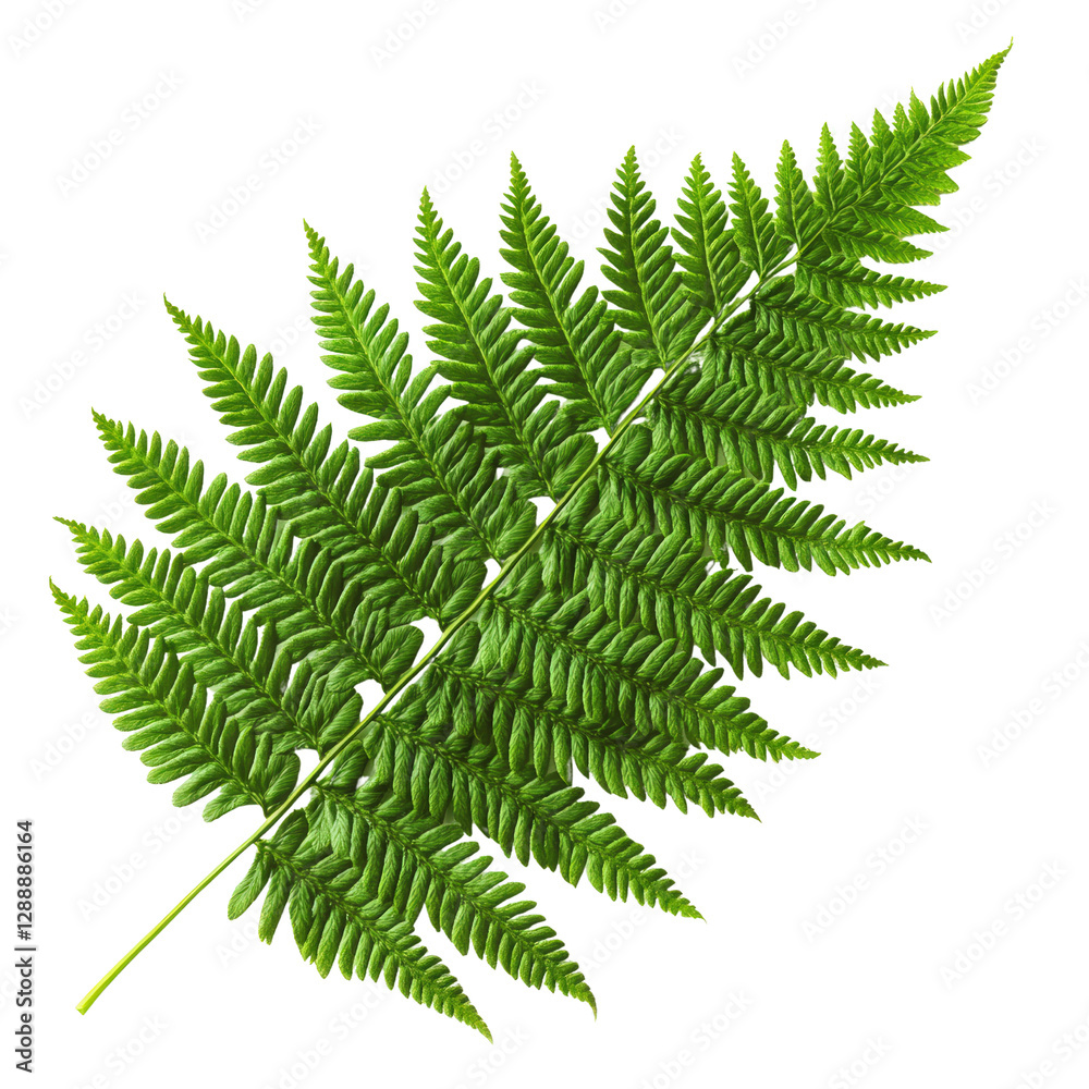 Poster close-up of a green fern leaf on a natural background with soft focus and textured patterns isolated