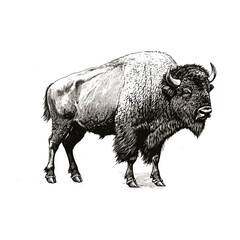 Old engraving style bison illustration, vintage art, black sketch effect, North America wildlife, large animal, vector, print design, trendy, white background, antique style. © Vintage Studio