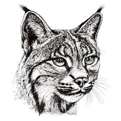 Hand-drawn bobcat, vector print design, wildlife predator, vintage art, black sketch effect, antique style, forest animal, trendy white background, illustration.