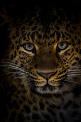 Chinese leopard portrait in nature park