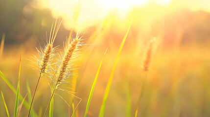 Golden Hour Grass Field Sunset Landscape