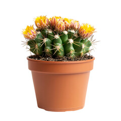 Small Cactus Plant in Clay Pot Isolated on Transparent Background