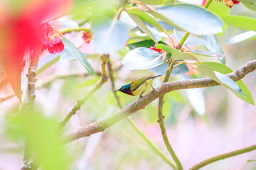 Fork-tailed Sunbird Perched on a Branch