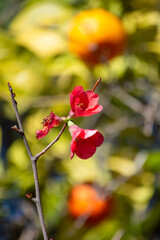 Flores rojas de membrillo del Jap&oacute;n en los Jardines del Carmen de los Mart&iacute;res de Granada.