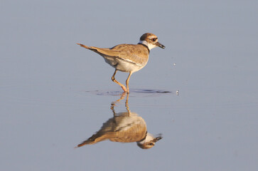 Killdeer Reflection