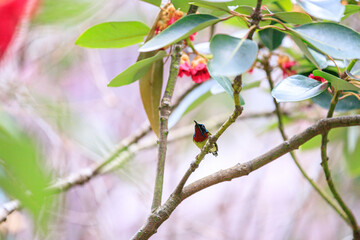 Fork-tailed Sunbird Perched on a Branch in Hong Kong