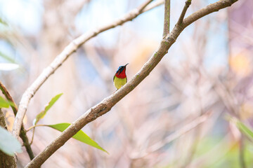 Fork-tailed Sunbird Perched on a Branch in Hong Kong