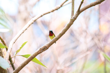 Fork-tailed Sunbird Perched on a Branch in Hong Kong