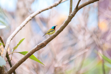 Fork-tailed Sunbird Perched on a Branch in Hong Kong
