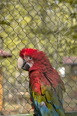 Close-Up and Full-Body Portraits of a Scarlet Macaw in Captivity