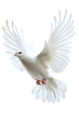 Obraz premium Isolated Graceful White Dove Descending with Open Wings