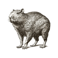 Old engraving style with black sketch effect, hand-drawn capybara, animal print, vintage art, trendy illustration, white background.