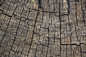 texture background tree wood