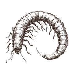 Vintage art, aquatic animal, hand-drawn centipede, black sketch effect, vector, wildlife, print design, rodent, old engraving style, trendy, antique, white background, nature