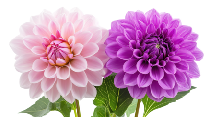 Close-up of two vibrant dahlias in pink and purple isolated on a white background  