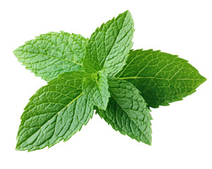 Isolated Fresh Green Mint Sprig