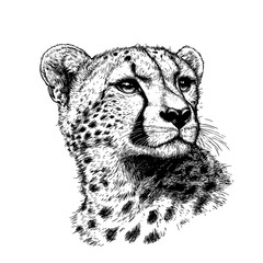 Black sketch hand-drawn cheetah in vintage engraving style, fast animal predator, wildlife, trendy vector print design, antique style, white background. © Vintage Studio
