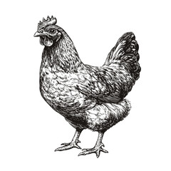 Hand-drawn chicken in old engraving style, black sketch effect, wildlife print, vintage bird art, trendy design.