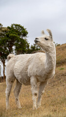 Chilean white animal similar to a camel (Llama)