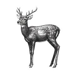 Vintage art hand-drawn chital in black sketch effect, aquatic animal, vector print design, wildlife, antique style, illustration, rodent, wildlife art, nature sketch, vintage print.