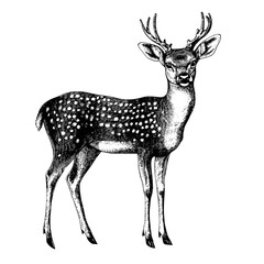 Black sketch effect hand-drawn chital, antique style, aquatic animal illustration, vector print design, wildlife, vintage art, rodent, animal drawing, natural illustrations.