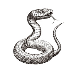 Hand-drawn cobra in black sketch effect, vintage wildlife print, old engraving style, trendy reptile art, white background, retro illustration.