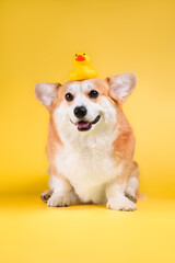 funny corgi dog	
