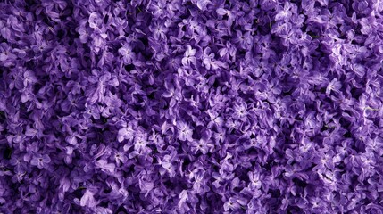 A mesmerizing array of uniform, deep violet blossoms forms a harmonious, symmetrical display. Each petal radiates intense vibrancy under natural light