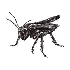 Vintage art of hand-drawn cricket, antique style, wildlife illustration, aquatic animal vector, black sketch effect, rodent print design, white background, trendy style, unique artwork, classic