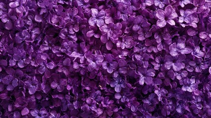 Vibrant clusters of deep purple hydrangeas bloom with uniform elegance, their lush petals radiating charm and sophistication