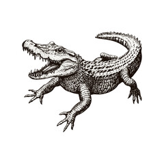 Retro crocodile illustration in engraving style black sketch antique vintage art reptile predator print design trendy white background wildlife artistic home decor.