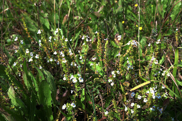 Wild plant Euphrasia (Eyebright)