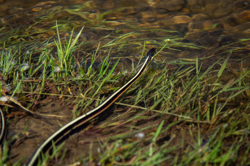 Portrait of a water snake